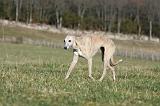 WHIPPET 330